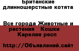 Британские длинношерстные котята - Все города Животные и растения » Кошки   . Карелия респ.